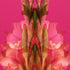 Pink Gladiolus - Signed Edition Art Print